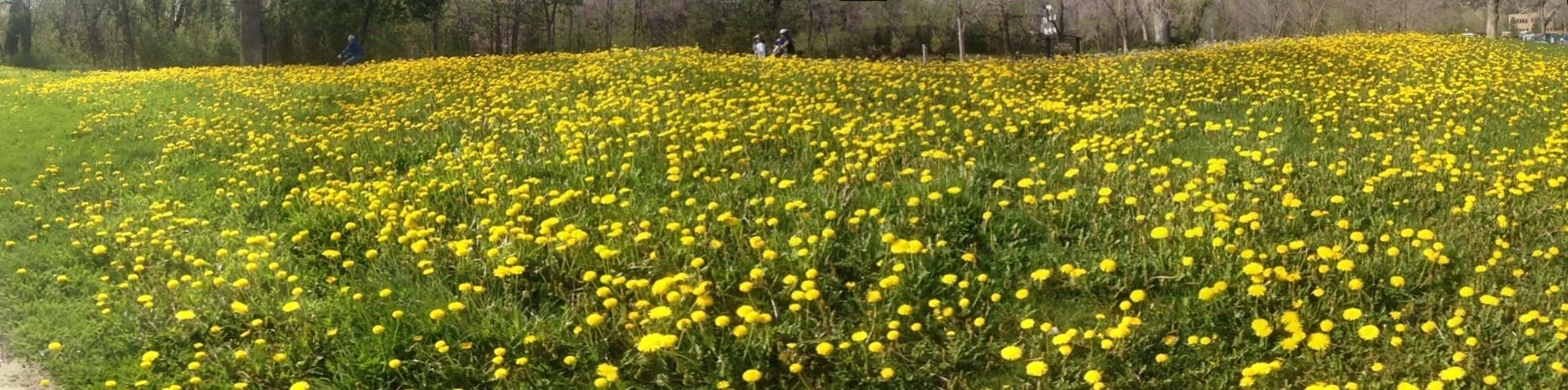 dandelion pano.jpg