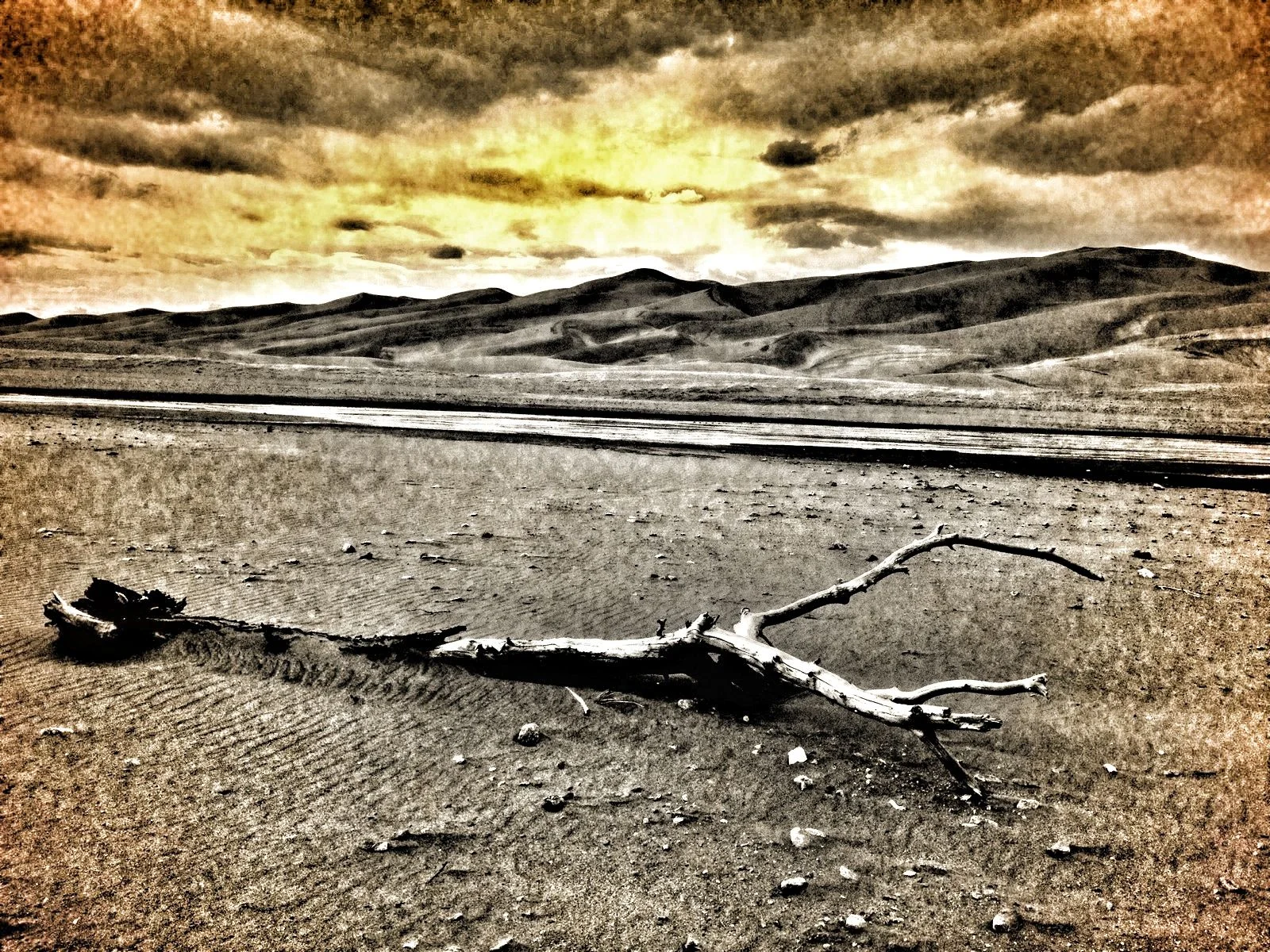 dead wood at GDNP.jpg