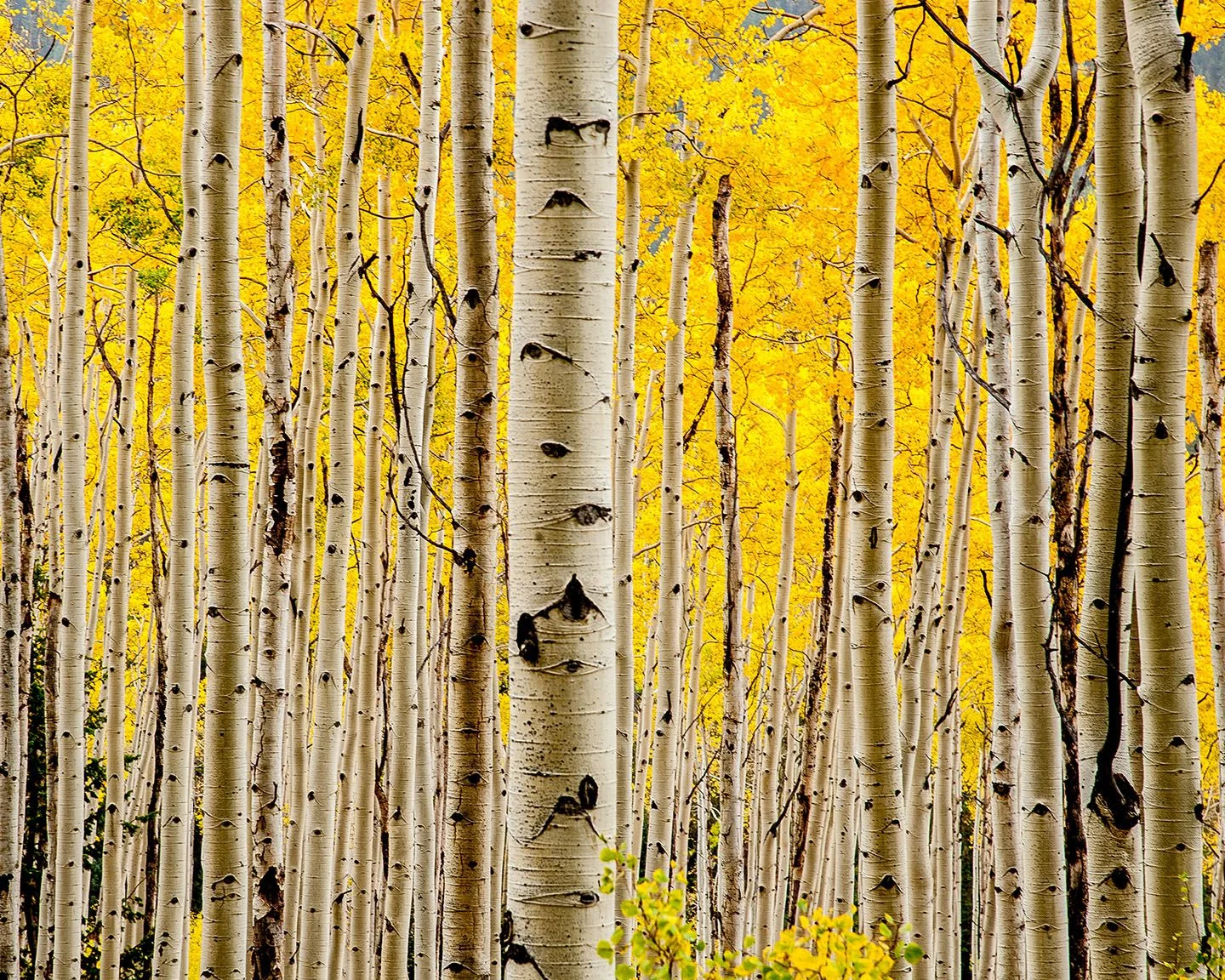 aspen gold and trunks.jpg