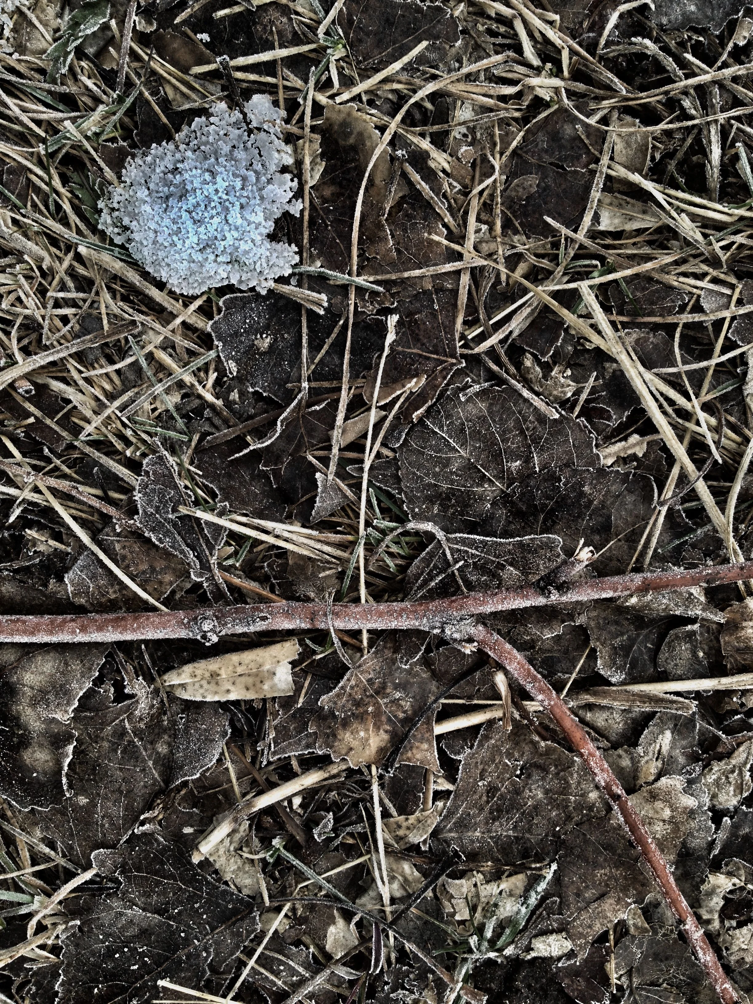 winter leaves 2.jpg