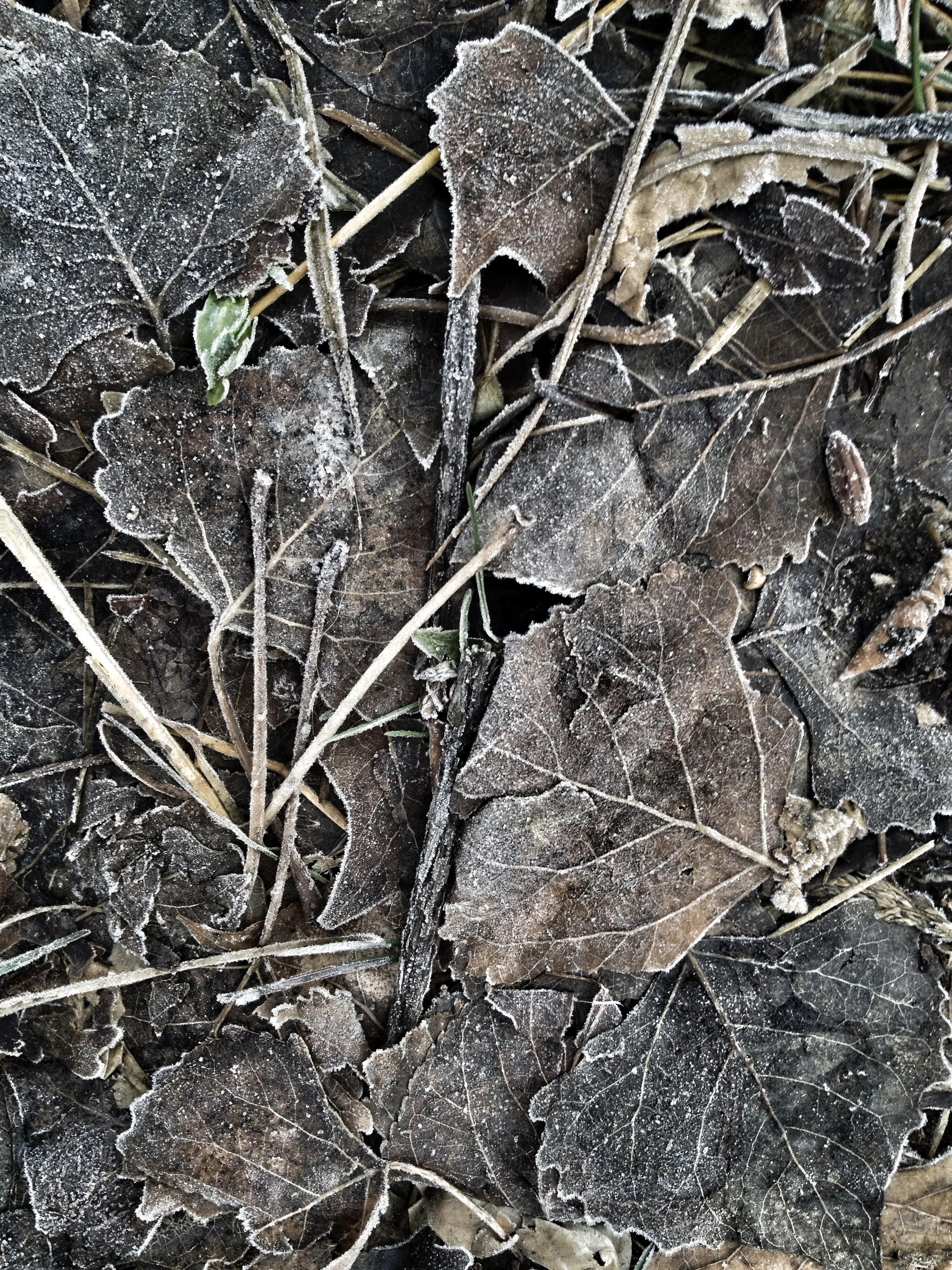 winter leaves.jpg