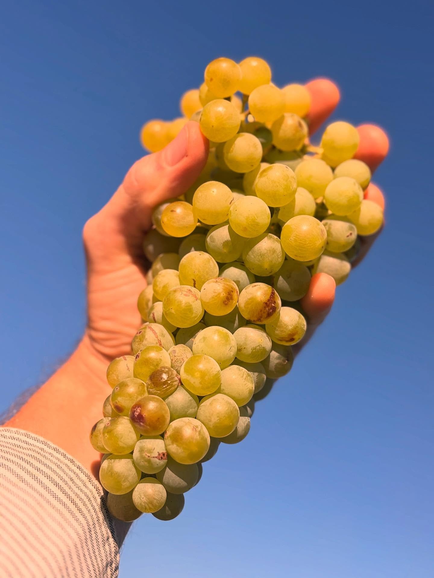 The fruit is damn fine this year. More malvasia bianca brandy on its way!