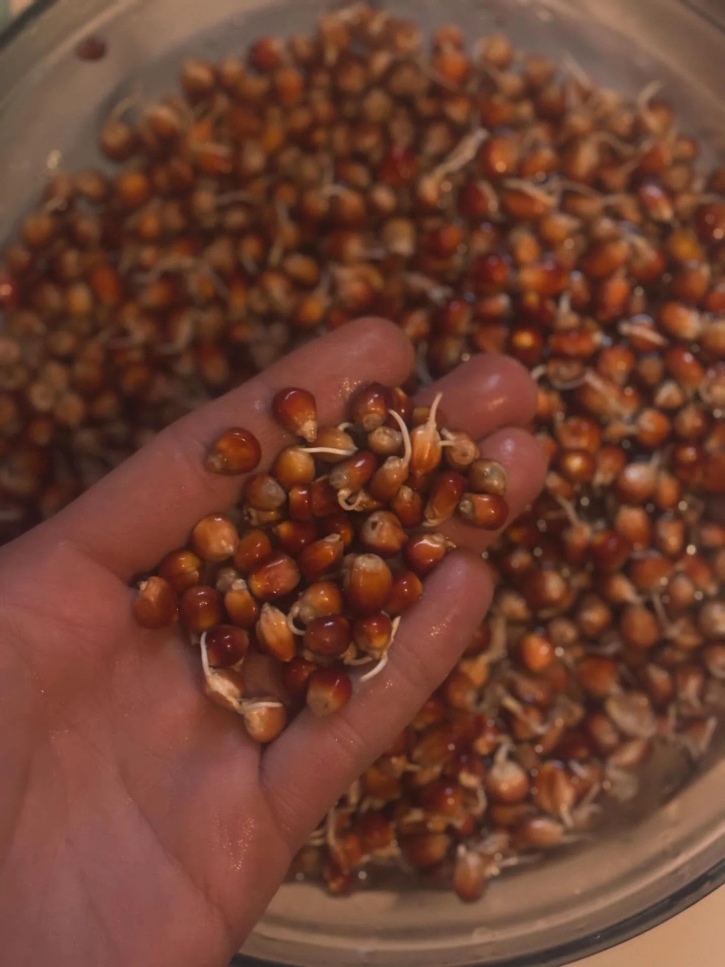 FLORIANI copper flint corn grown by the regen ag legend FRITZ FURST and team in YOLO COUNTY CALIFORNIA - taste this in many of our whiskeys from 100% Floriani to 60% Floriani/40% Heirloom Rye and more. Always aged in used/old oak as to exalt the grai