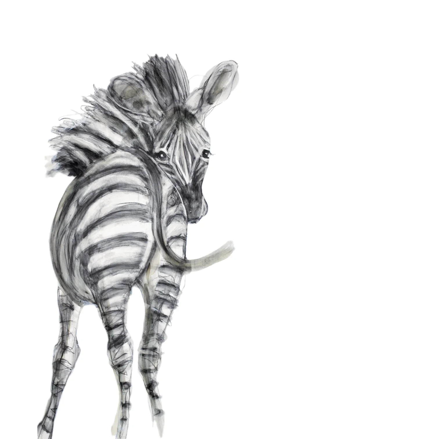 zebra.jpg