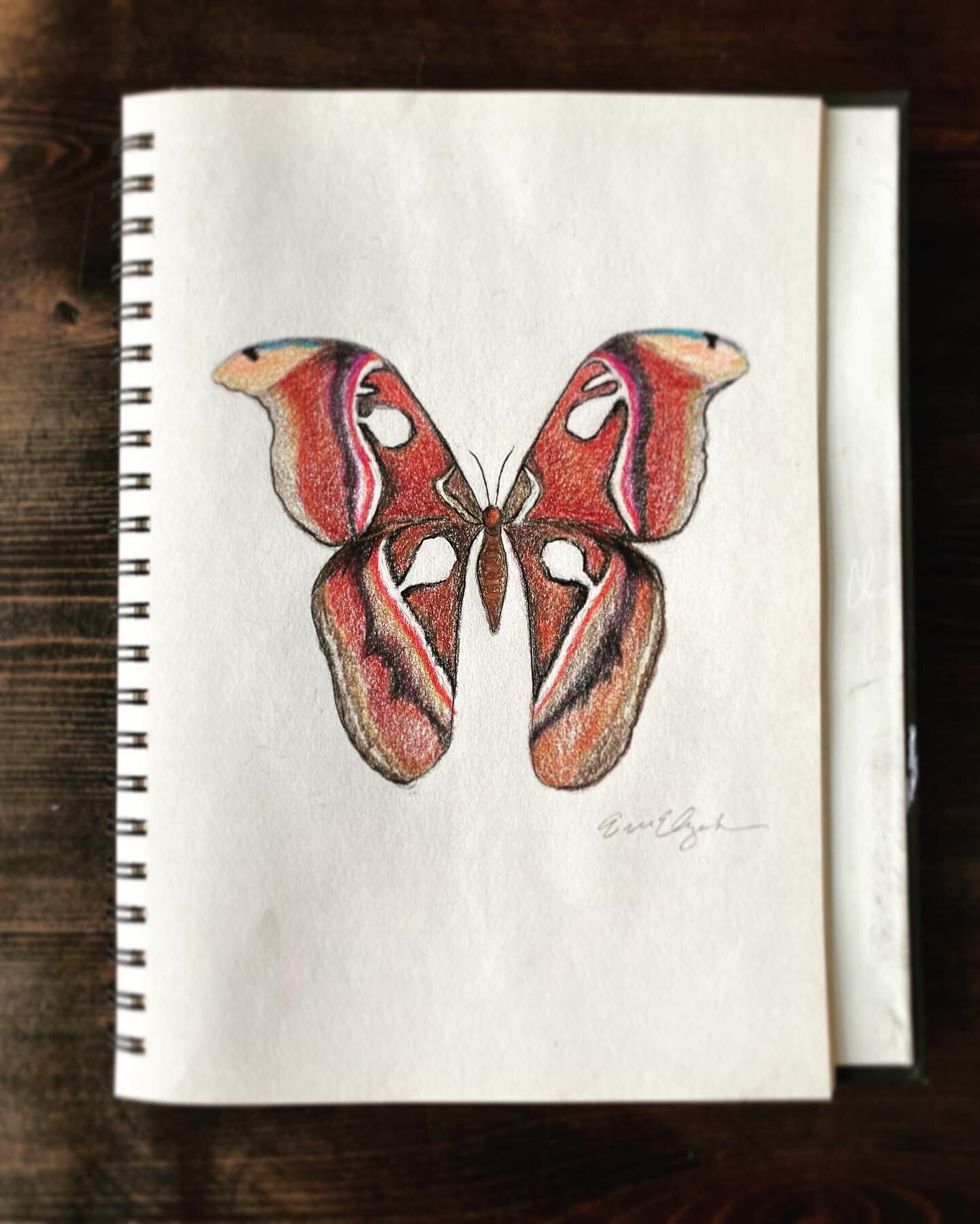 A drawing to commemorate National Moth Week. 🤎#nationalmothweek #moth 

.
.
.
.
.
#artbyerinelizabeth #journal #sketchbook #nature #artist #draw #paint #magic #mixedmedia