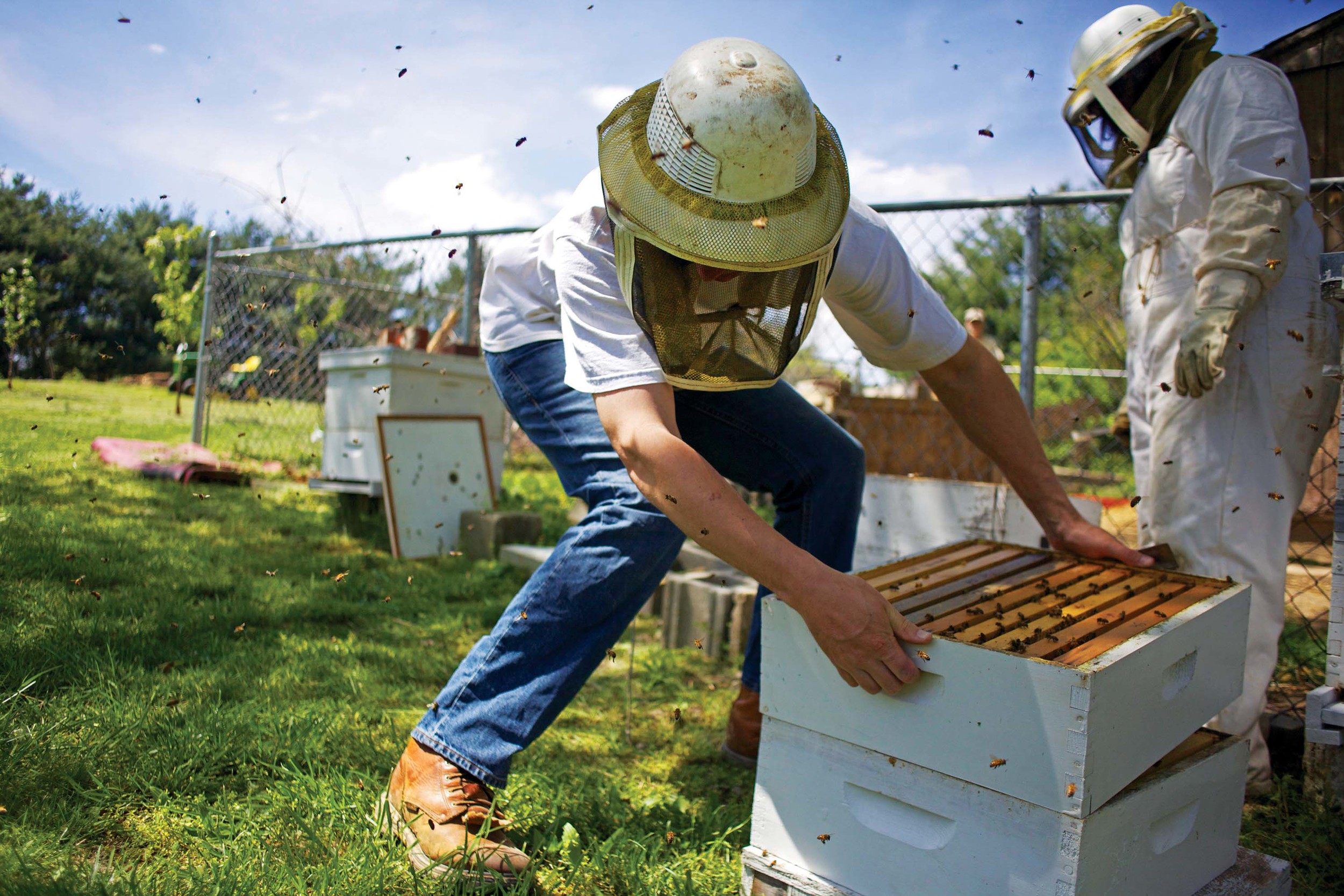 042513_bees1_CMYK_LO.jpg