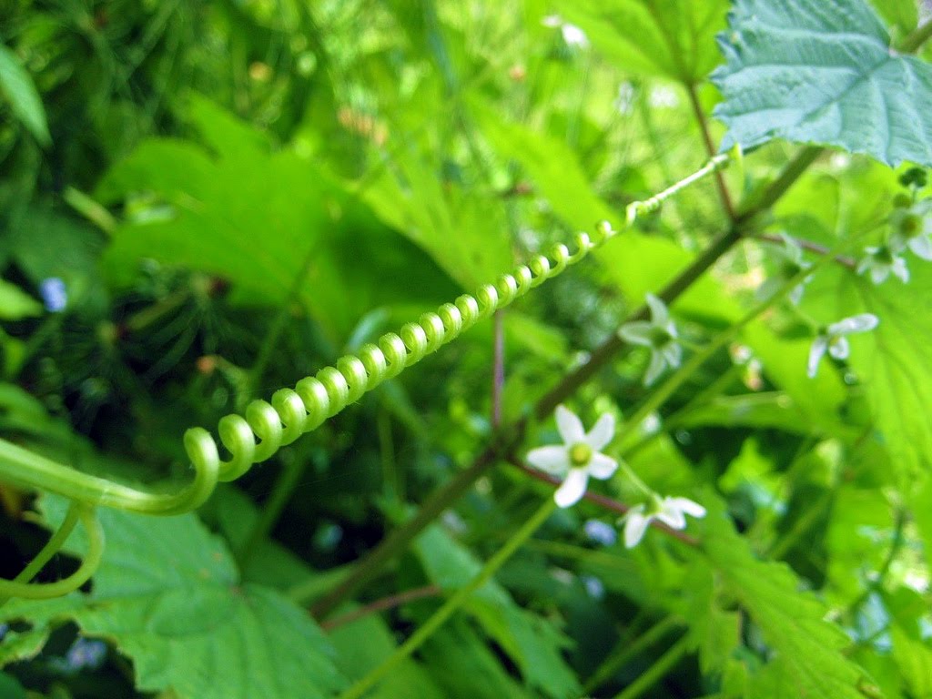 coil.jpg