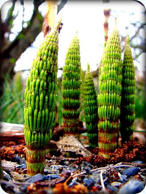 horsetail.jpg
