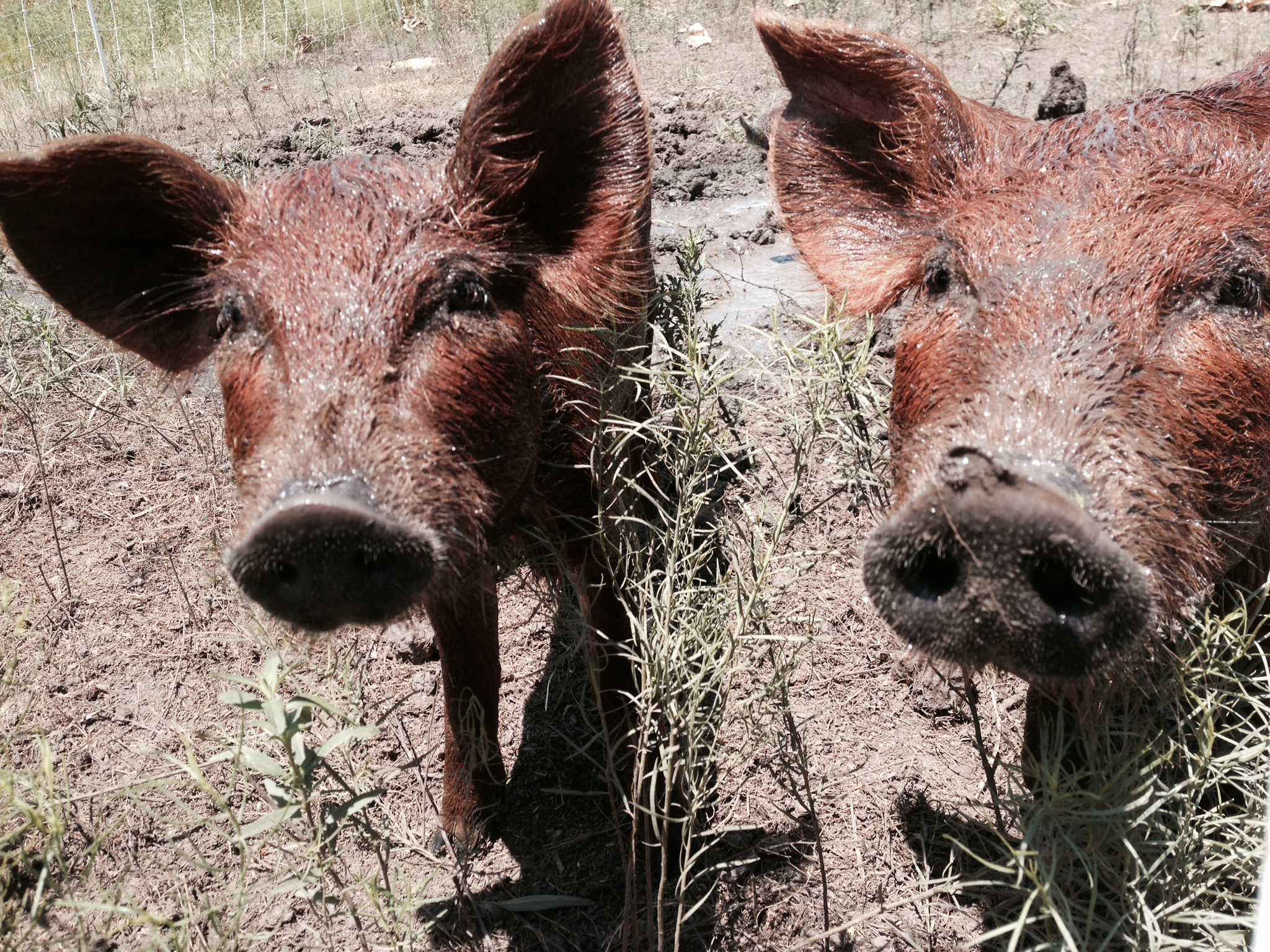 Pastured Red Wattle Pigs