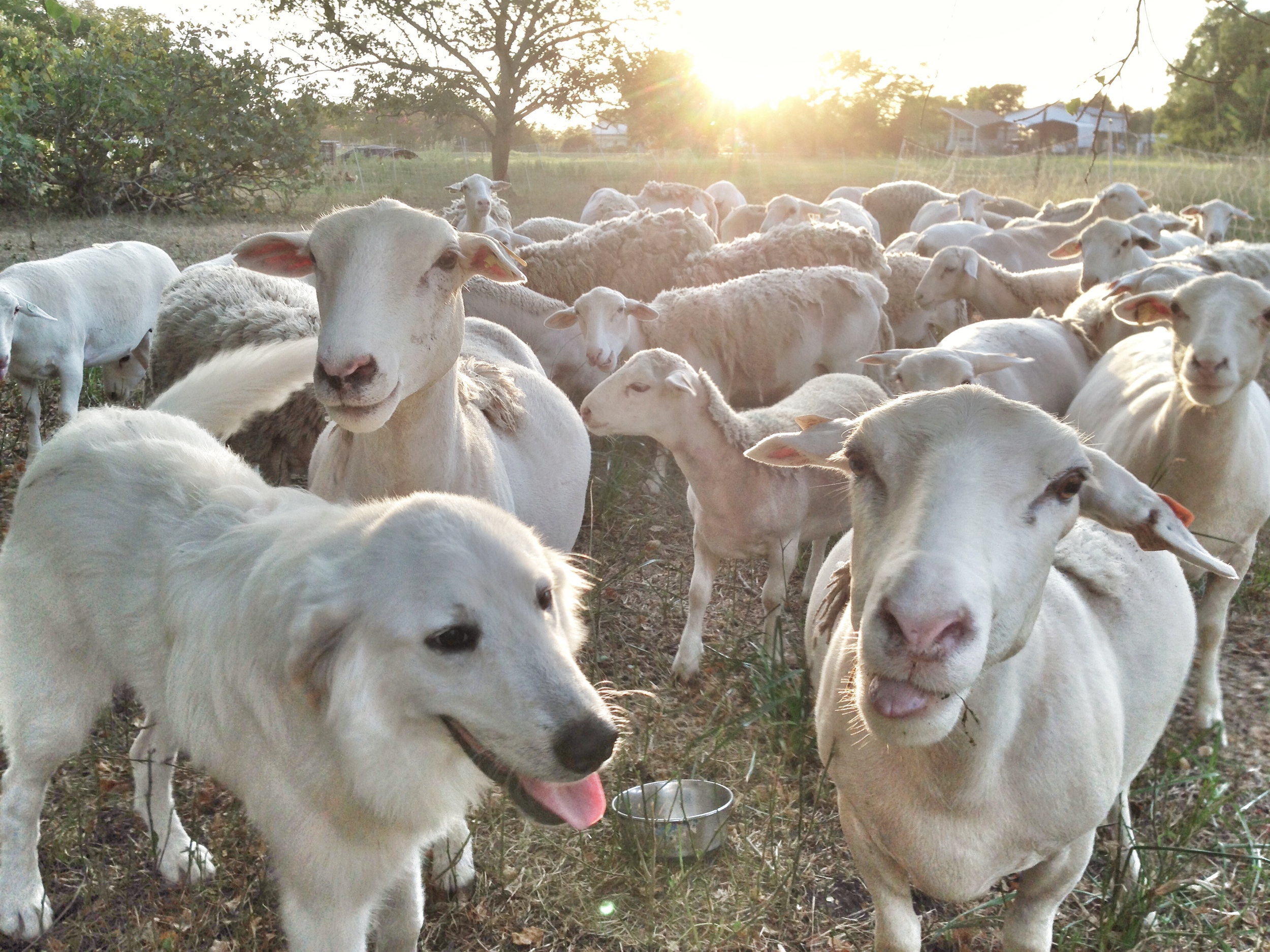 White Dorper Sheep (plus a sheepdog, in cognito).