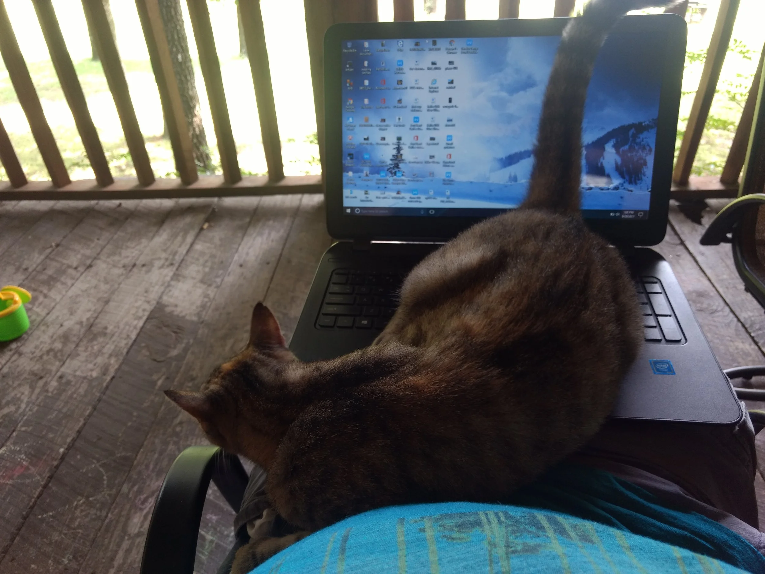 This cat (Linda) at our friends house in Arkansas didn't want me to write this blog.