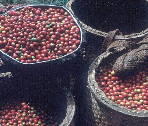 coffee2.jpg