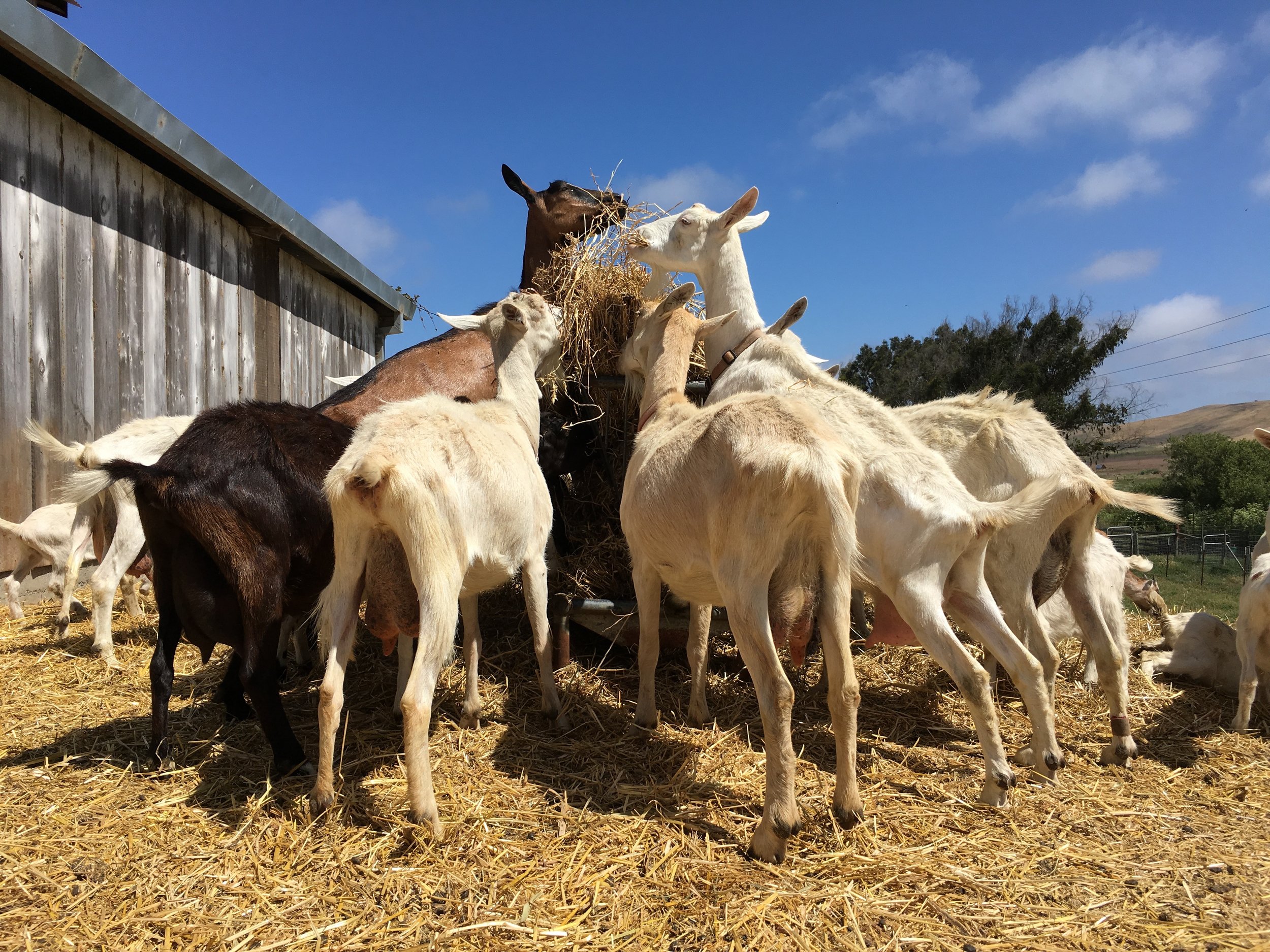 Meeting up with the life on the farm, the source of what we enjoy at the table #tolumafarms #tomalesfarmsteadcreamery