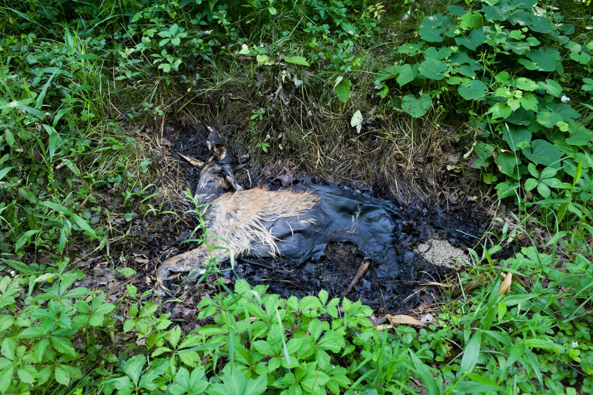 Deer1.jpg