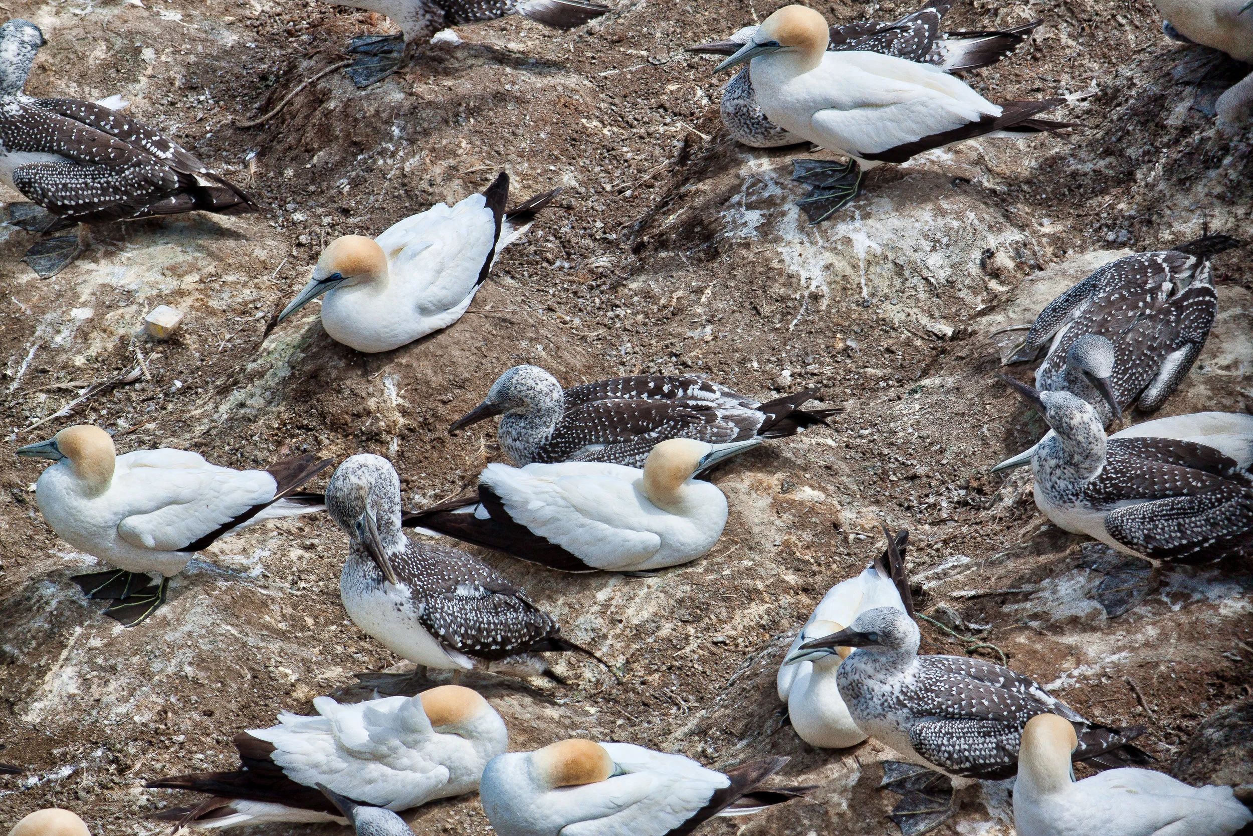 Muriwai Gannet Colony - Feb 2018-1.jpg