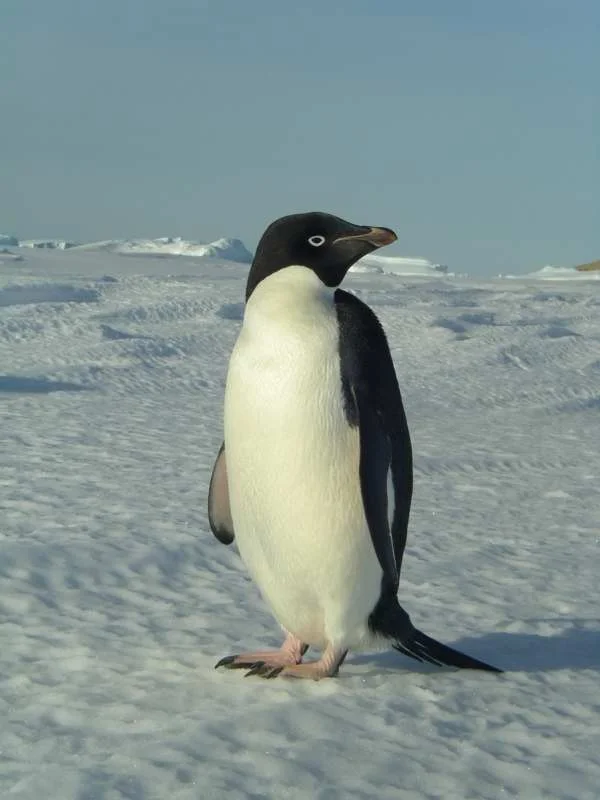 penguin03.jpg