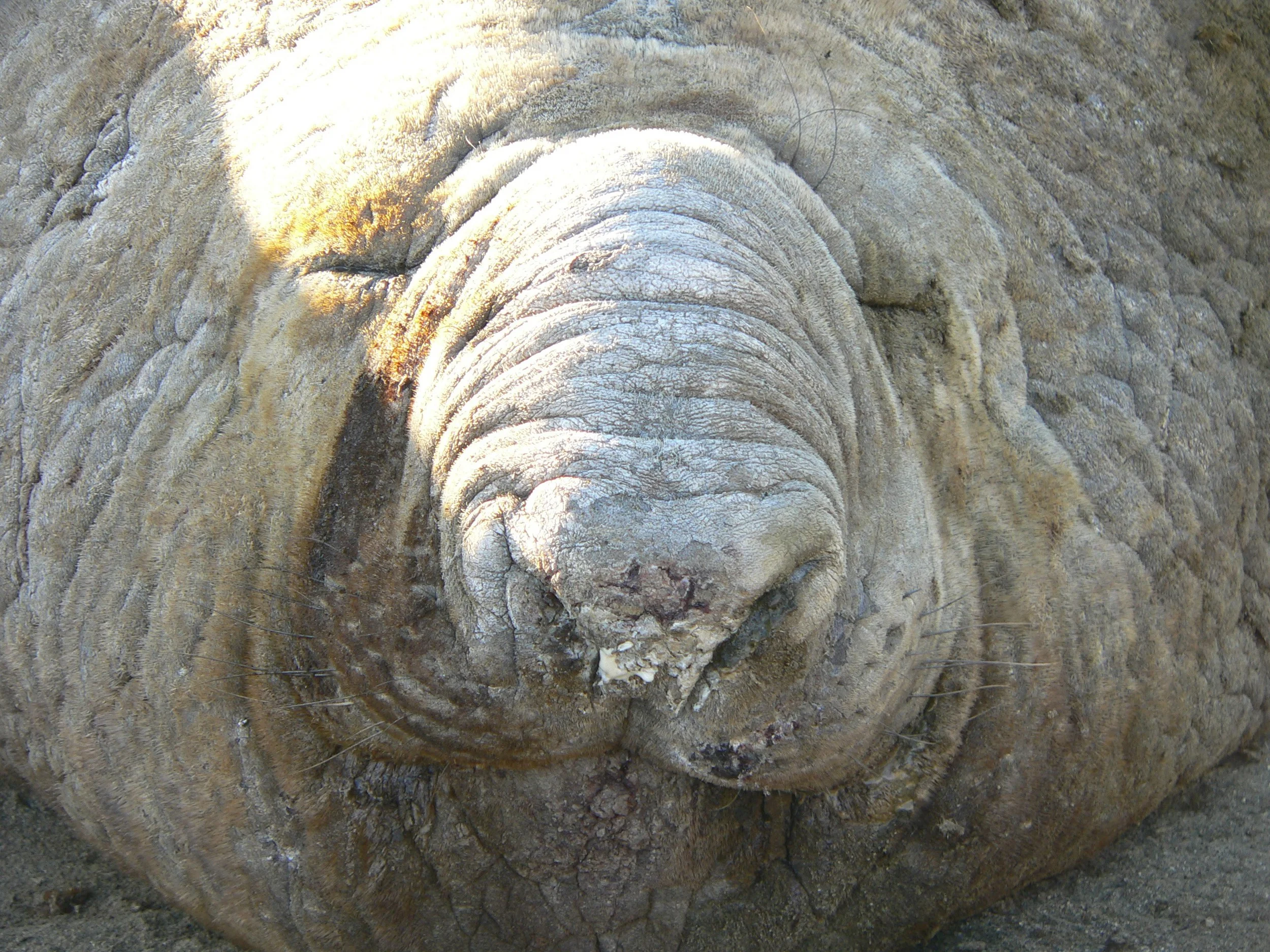 Elephant Seal