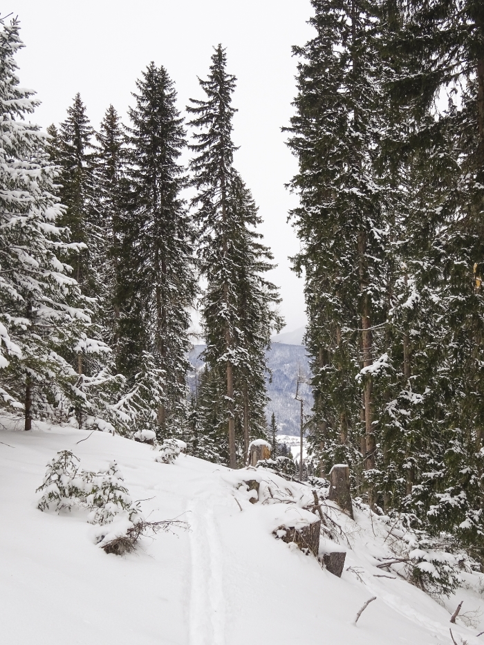 Hochwurzen, Rohrmoos/Schladming, Steiermark