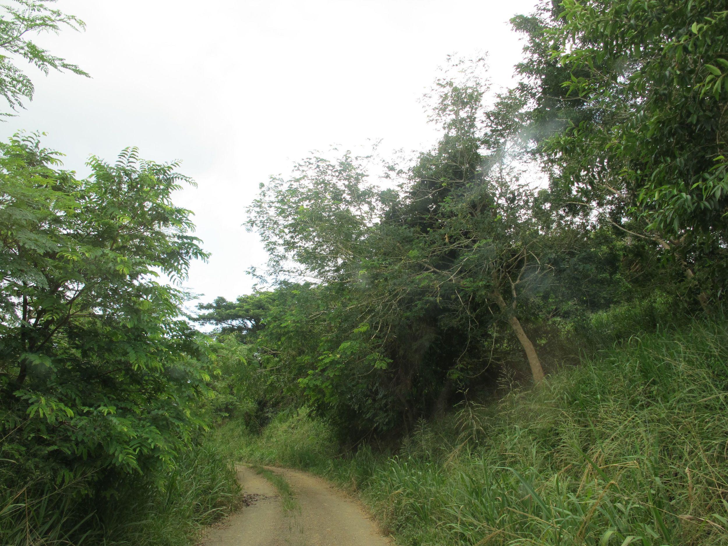 rainforest road.jpg