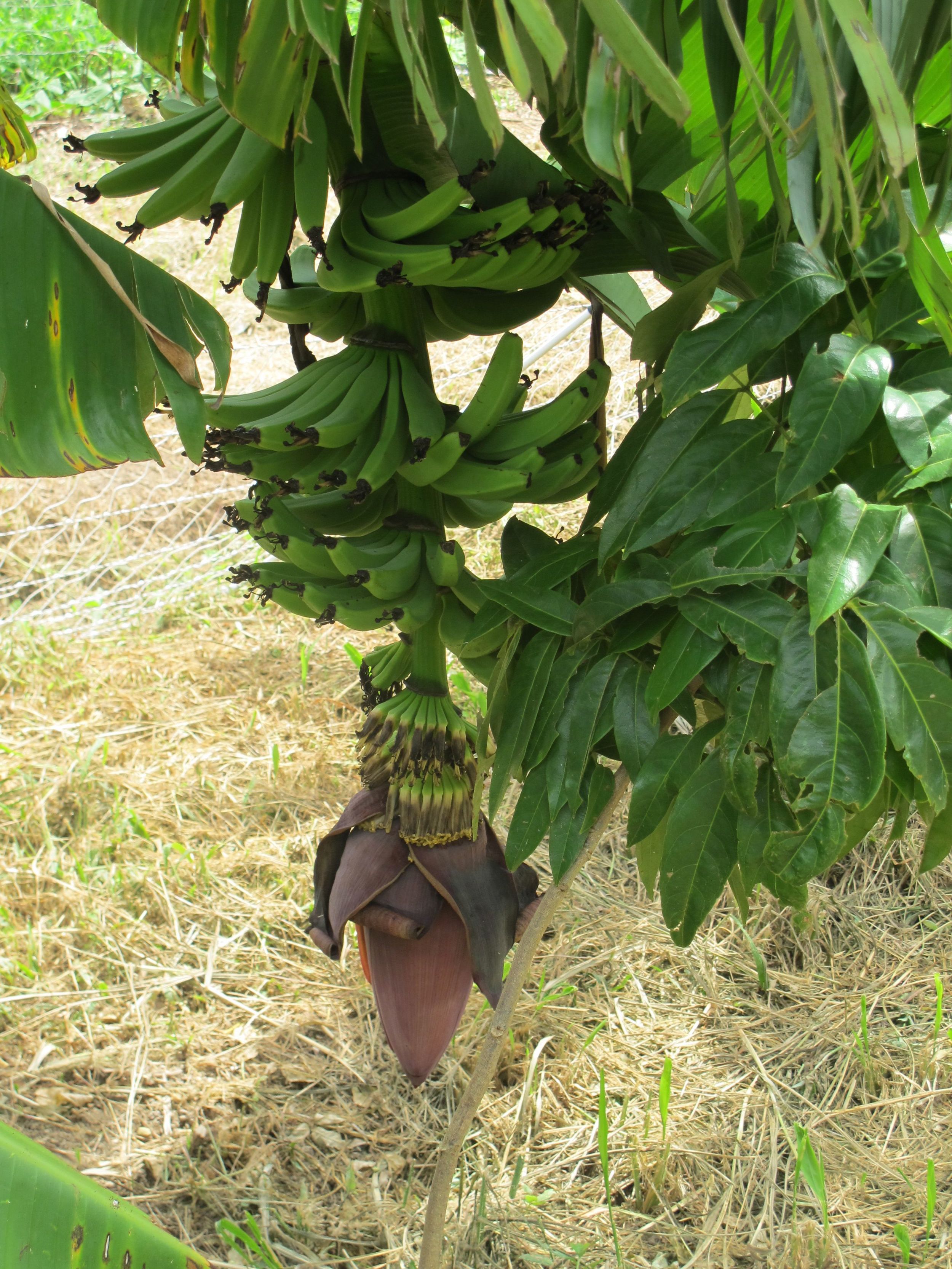 bananas.jpg
