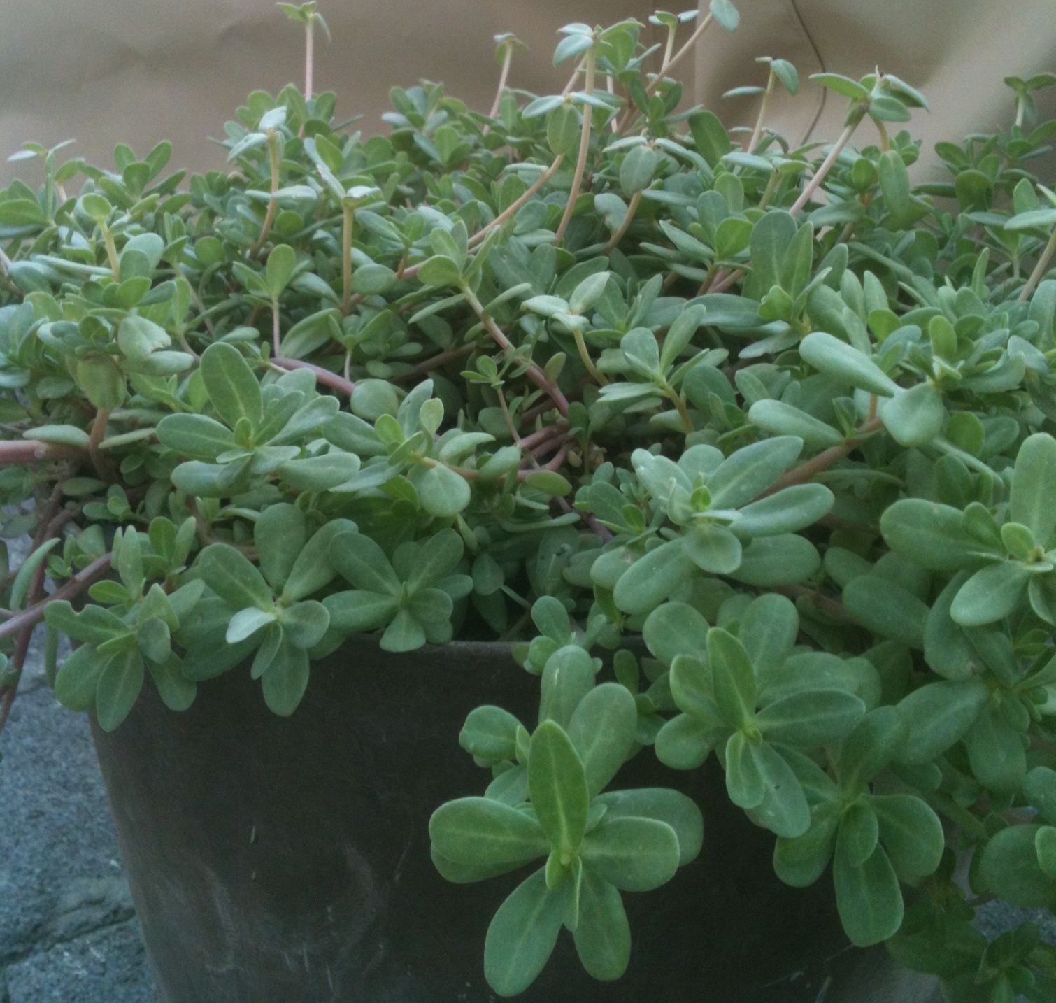 succulent.jpg