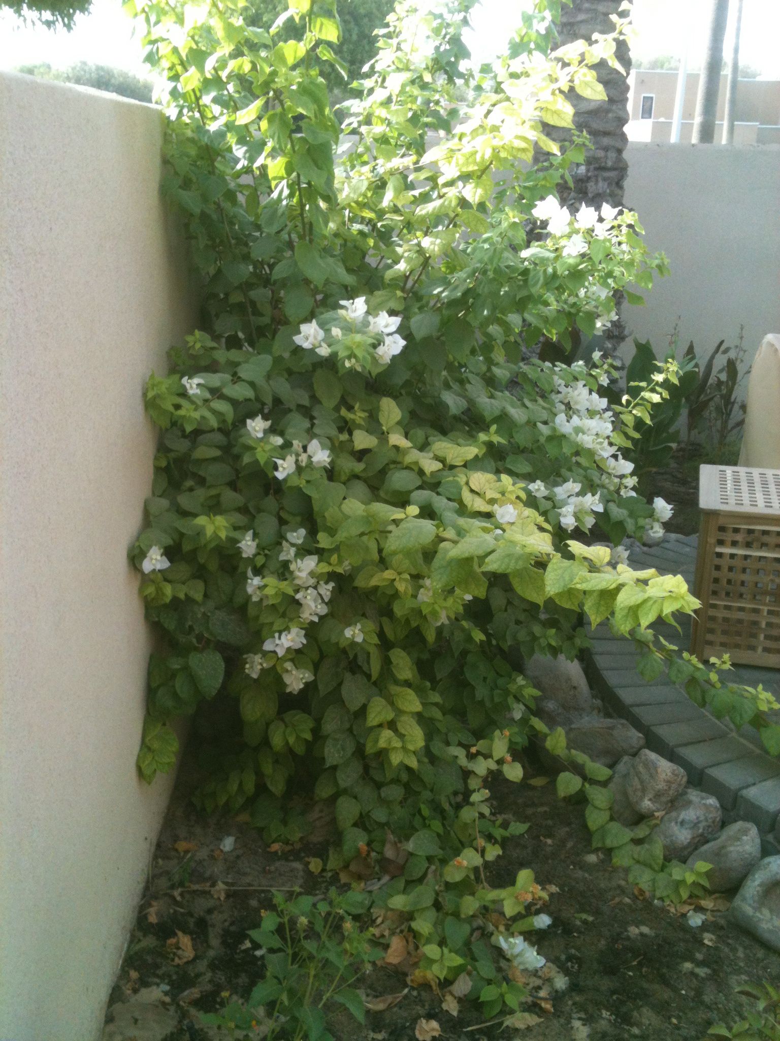 bouganvillea.jpg