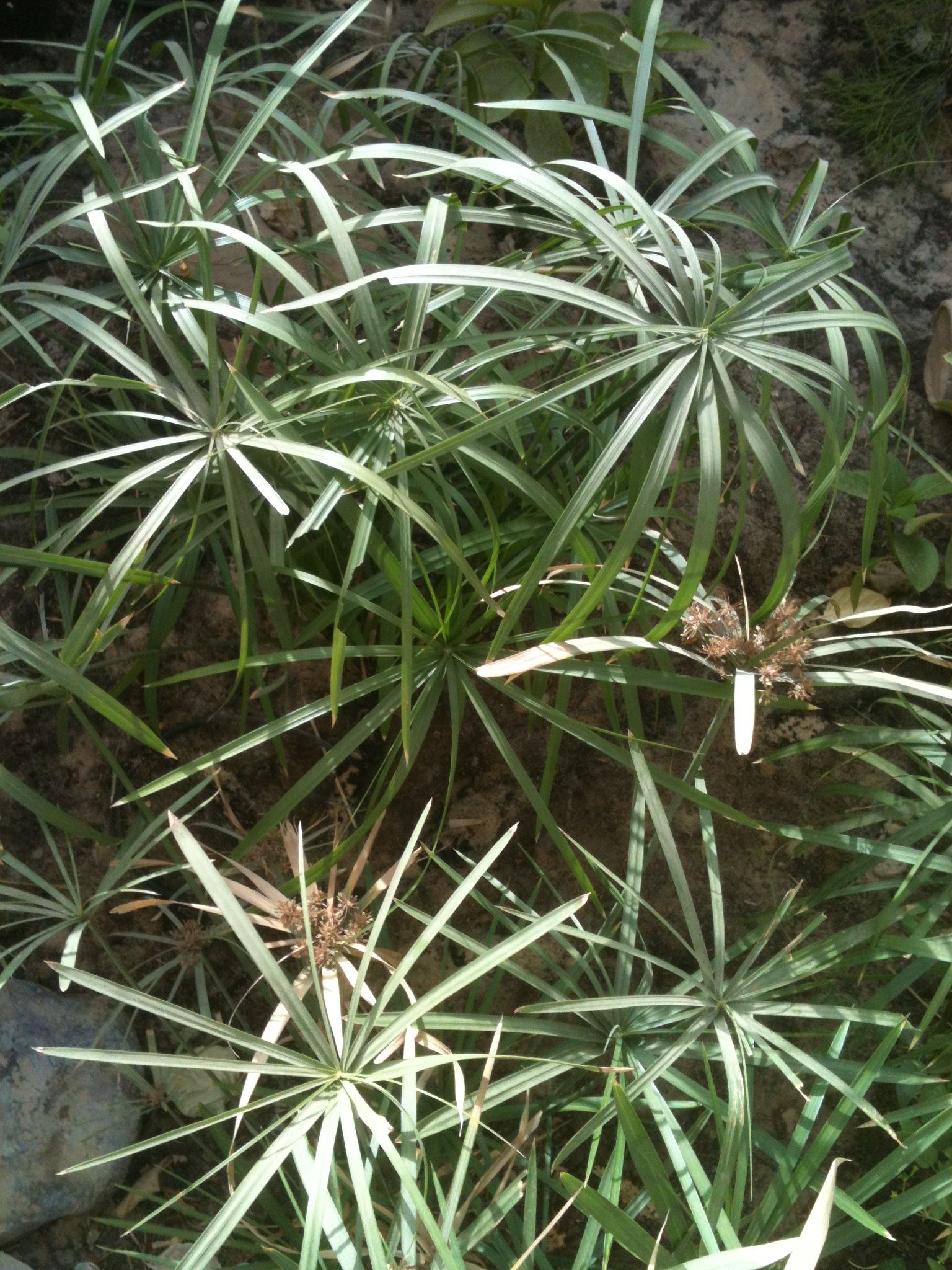 umbrella plants.jpg