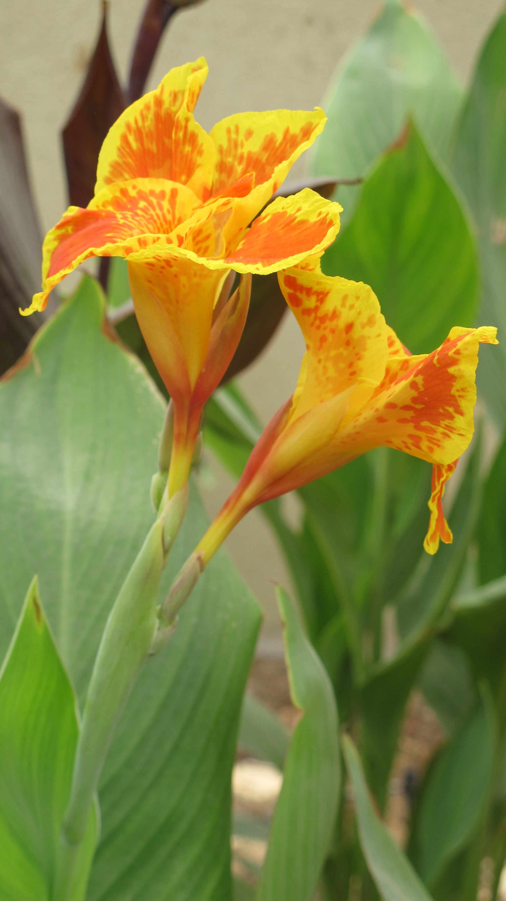 canna.jpg