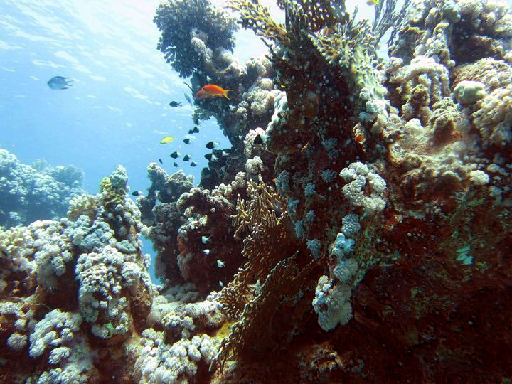 Red sea fish coral.jpg