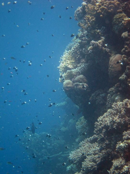 coral wall.jpg
