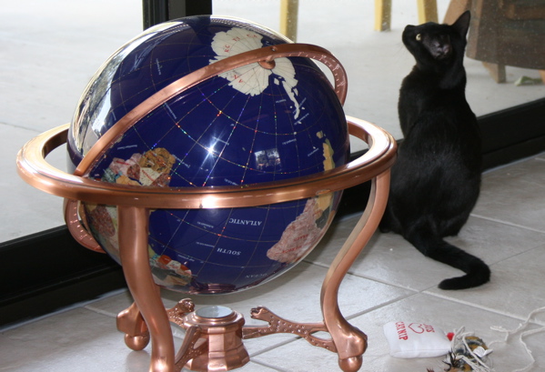 Global Cat.jpg