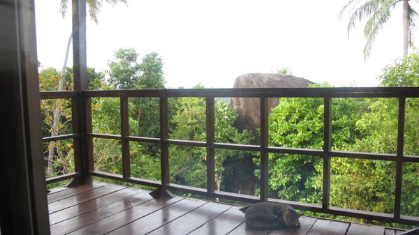Thailandofficecat.jpg