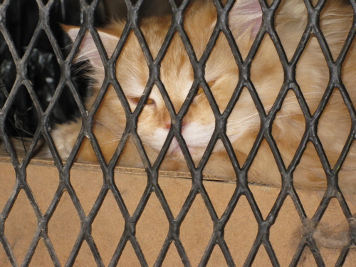 cat in menagerie.jpg