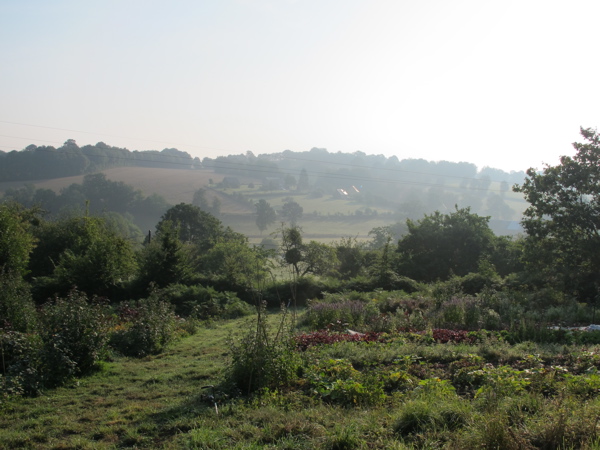 morning field.jpg