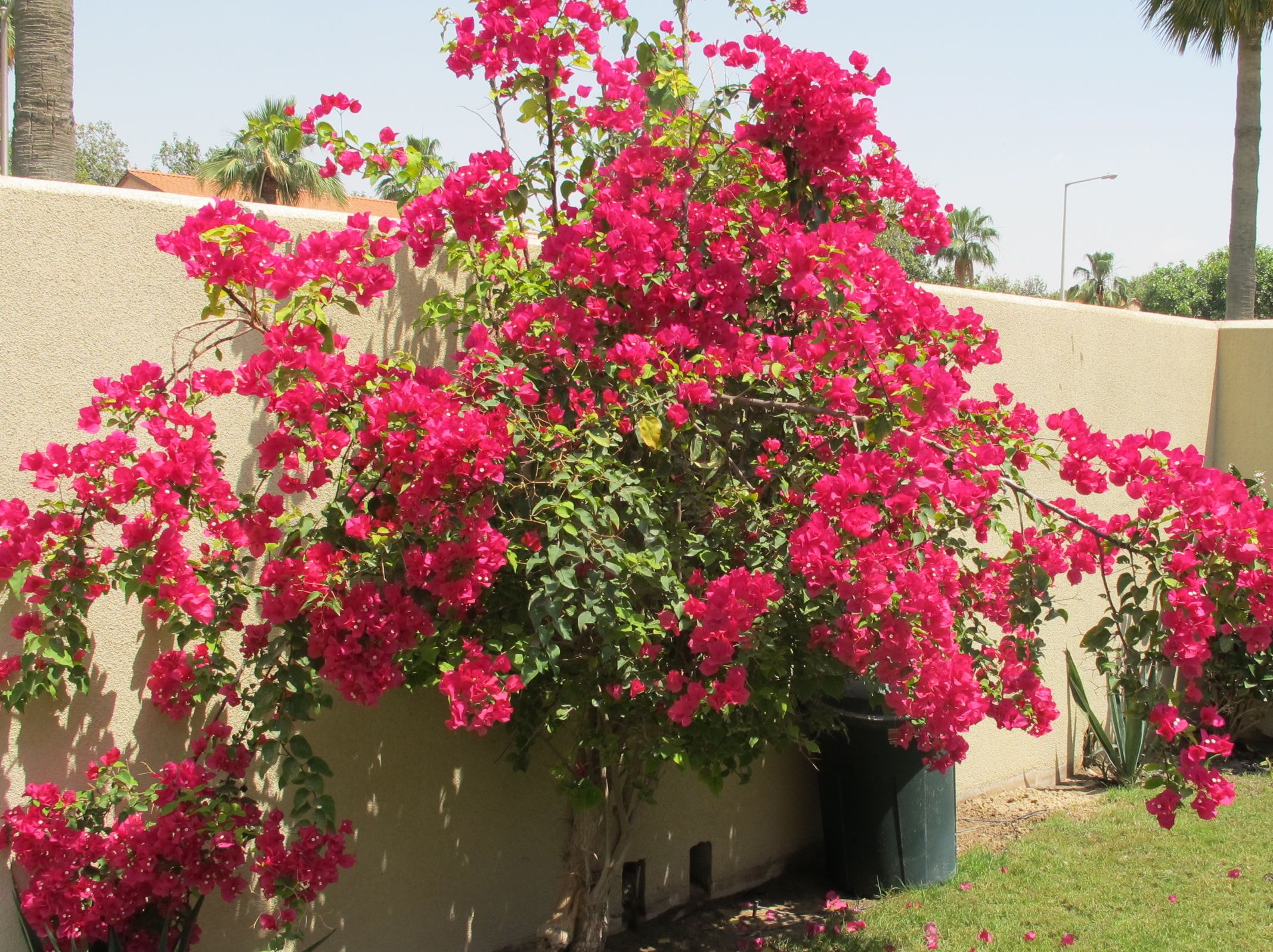 bougainvillea.jpg