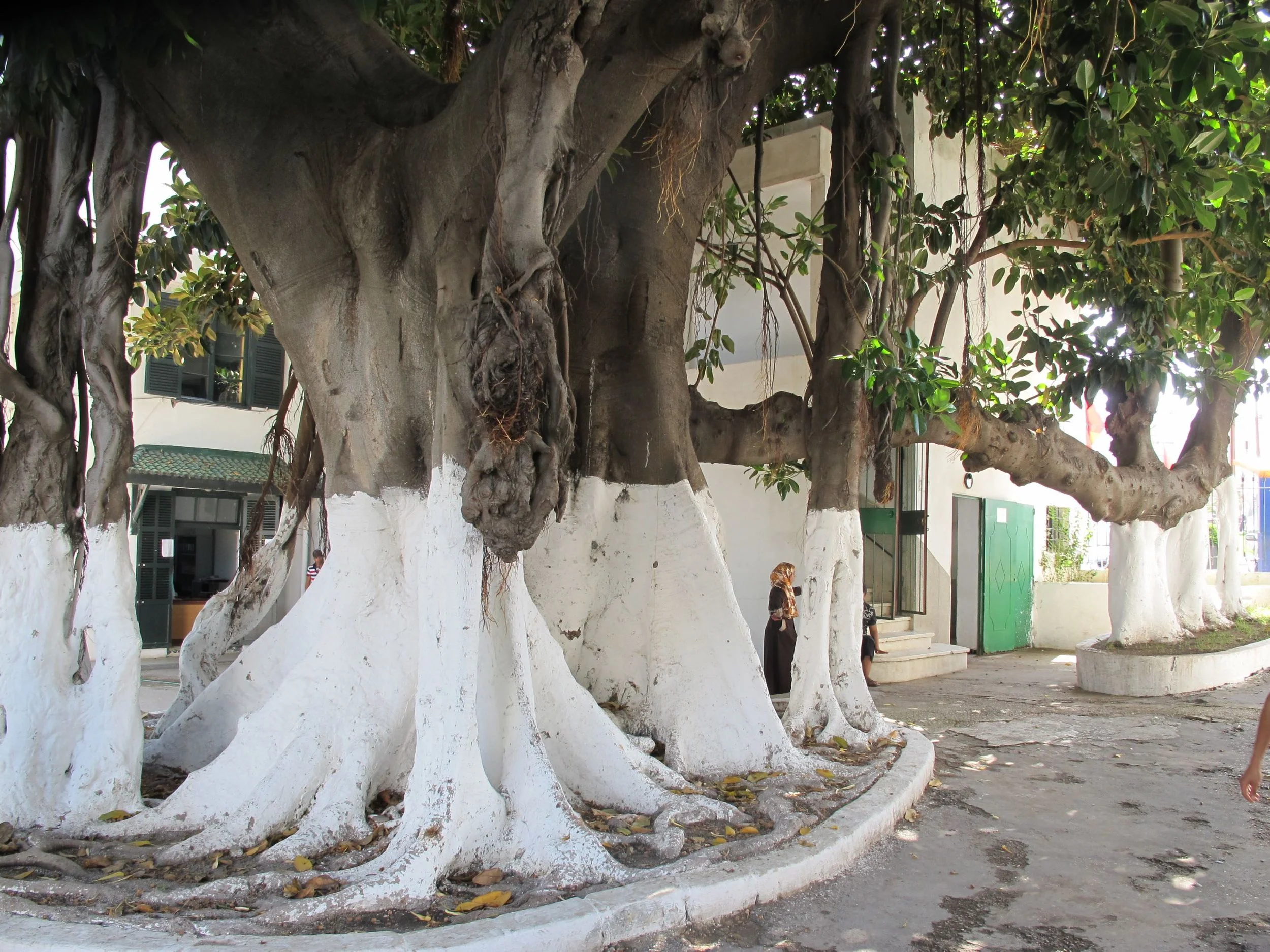 giant tree tangier.jpg