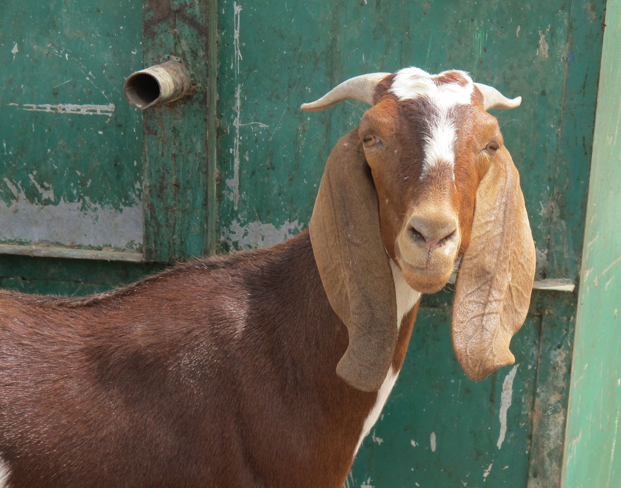 Dumpster goat