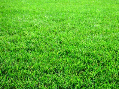 grass.jpg