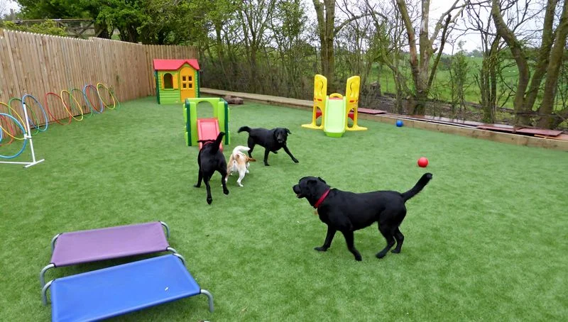 artificial grass for dogs.jpg