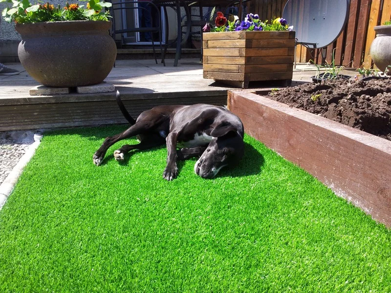 artificial lawn for pets.jpg