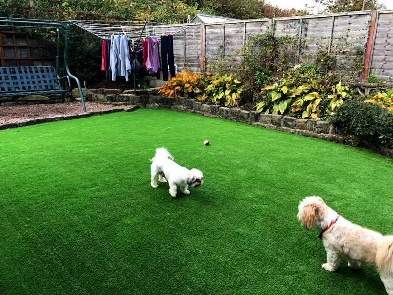 artificial turf for dogs.jpg