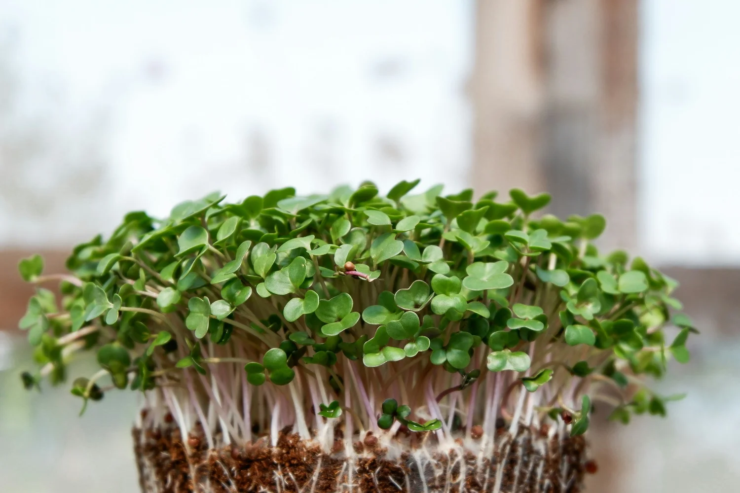 Fresh microgreens