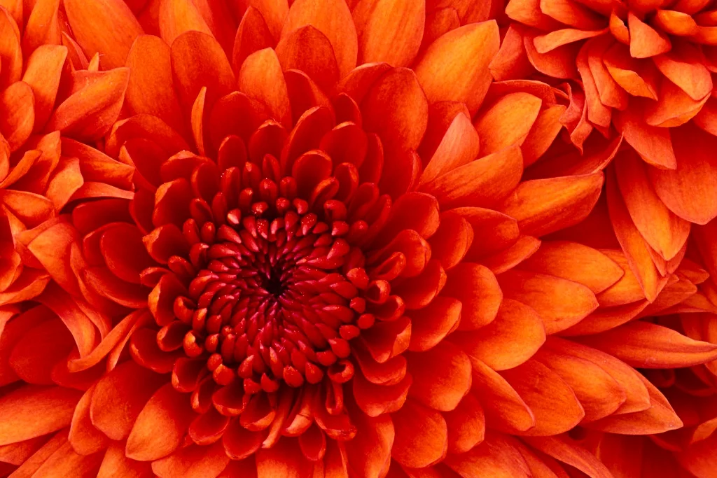 Chrysanthemum.jpg