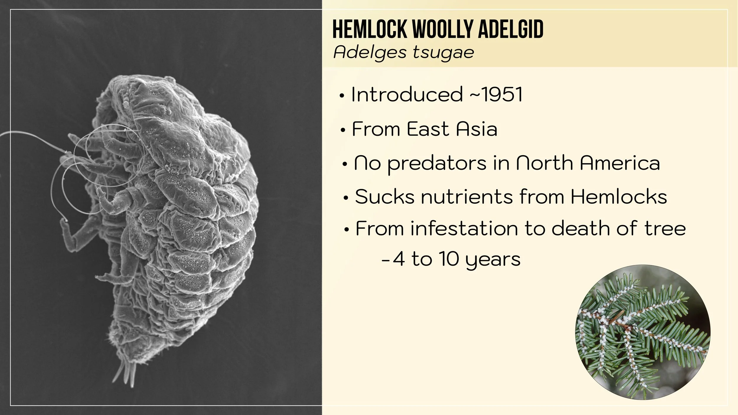 HWA Slide 4.jpg