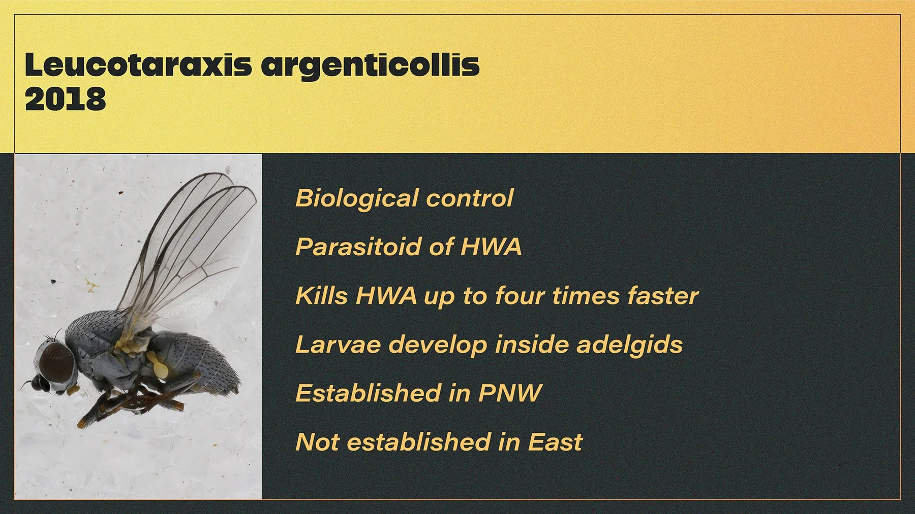 HWA sp5.jpg