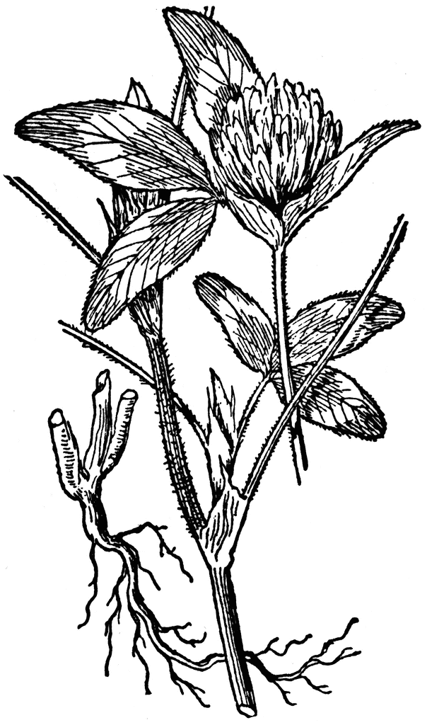 87711_red-clover_lg.gif