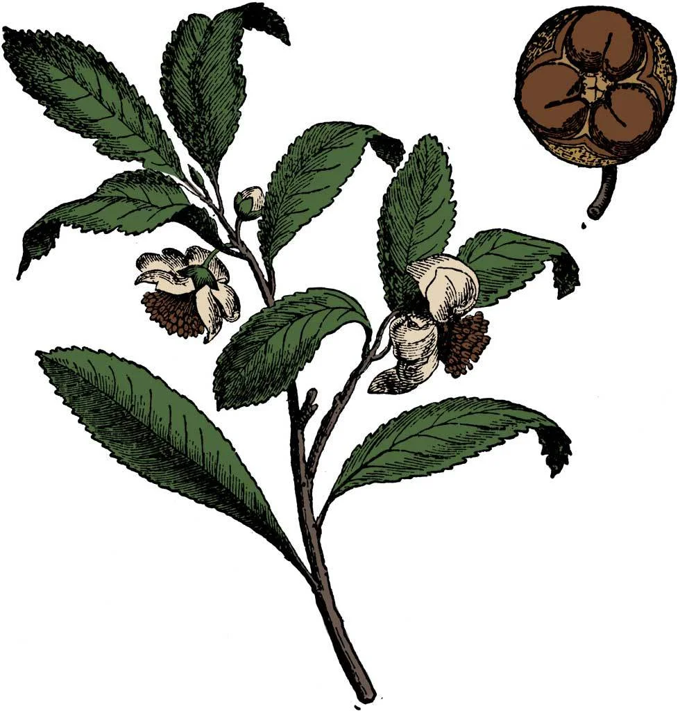 green-tea.jpg