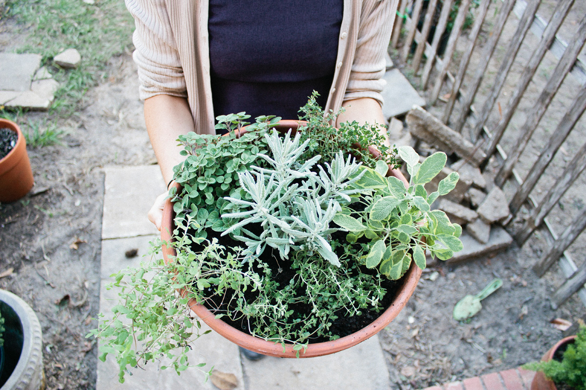 For our container, we chose to plant thyme, oregano, marjoram, lavender, rosemary, and sage. All herbs courtesy of Tallahassee's own Native Nurseries .