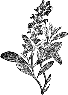sage_22952_sm.gif