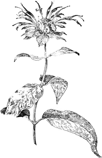 48992_bergamot_sm.gif